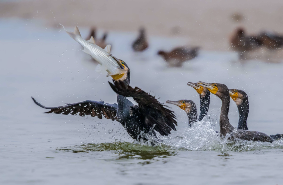 cormorant scarer (2).png