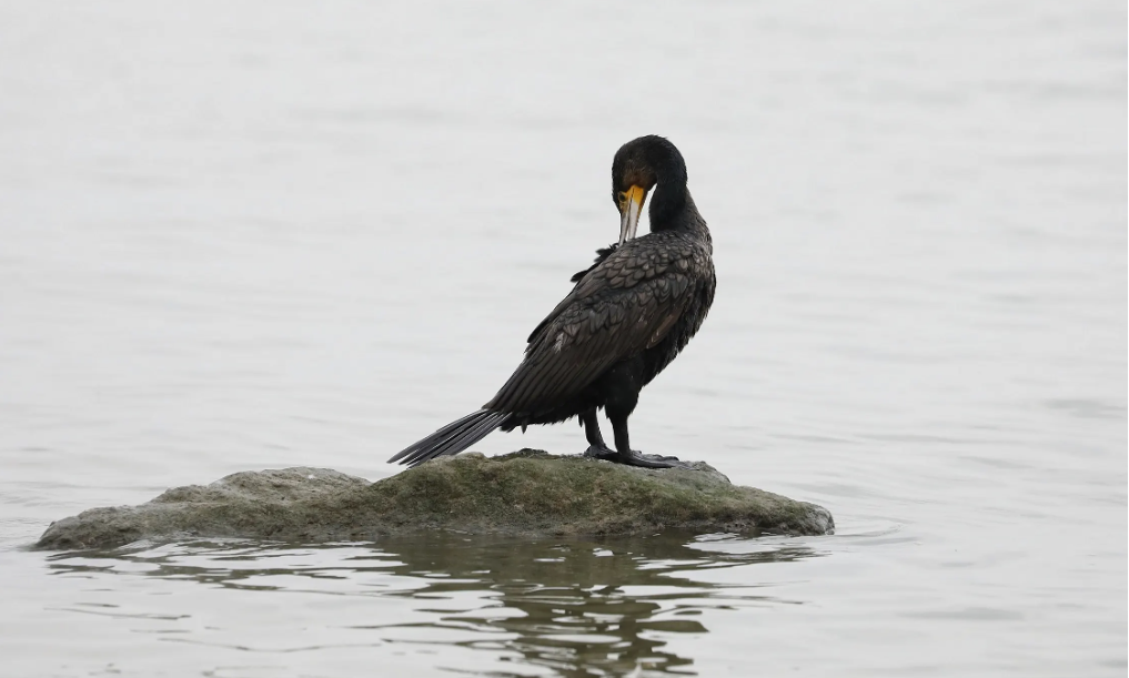 cormorant scarer (3).png