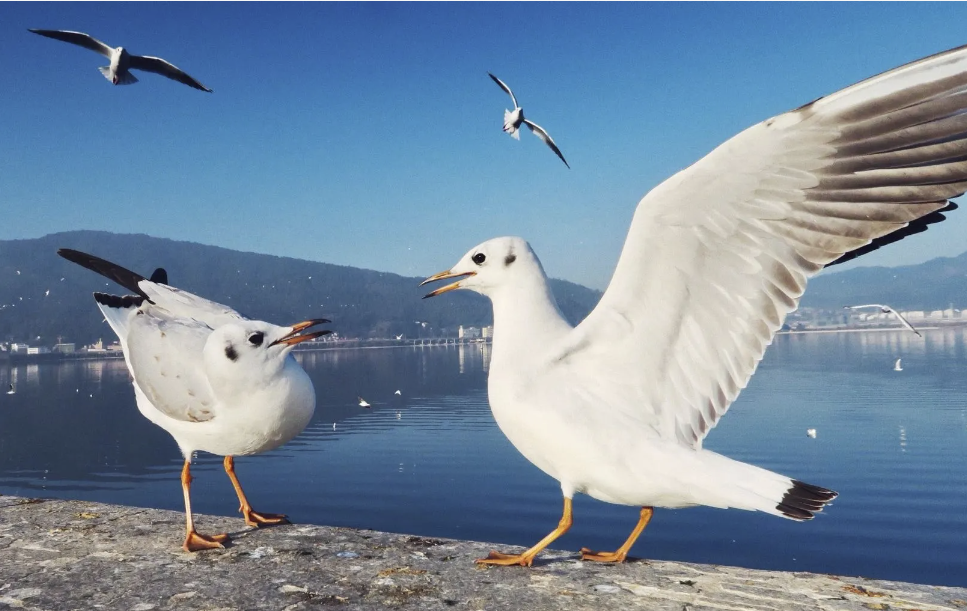 seagulls control.png