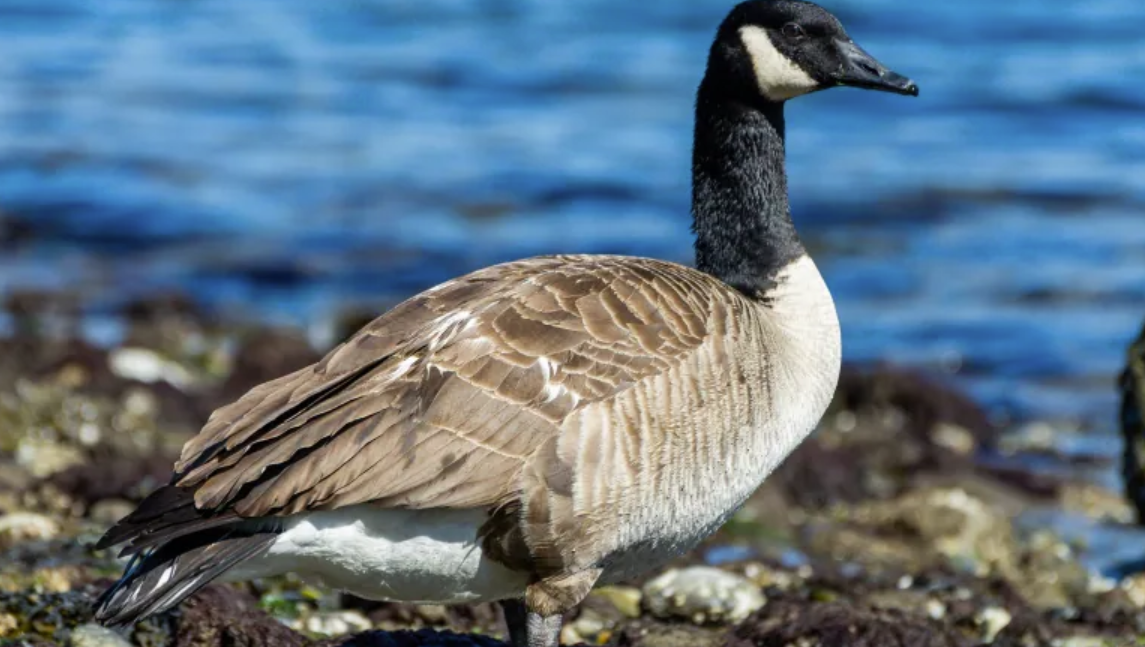 canada goose.png