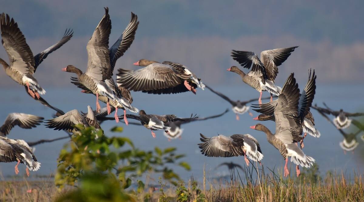 Greylag-goose.jpg