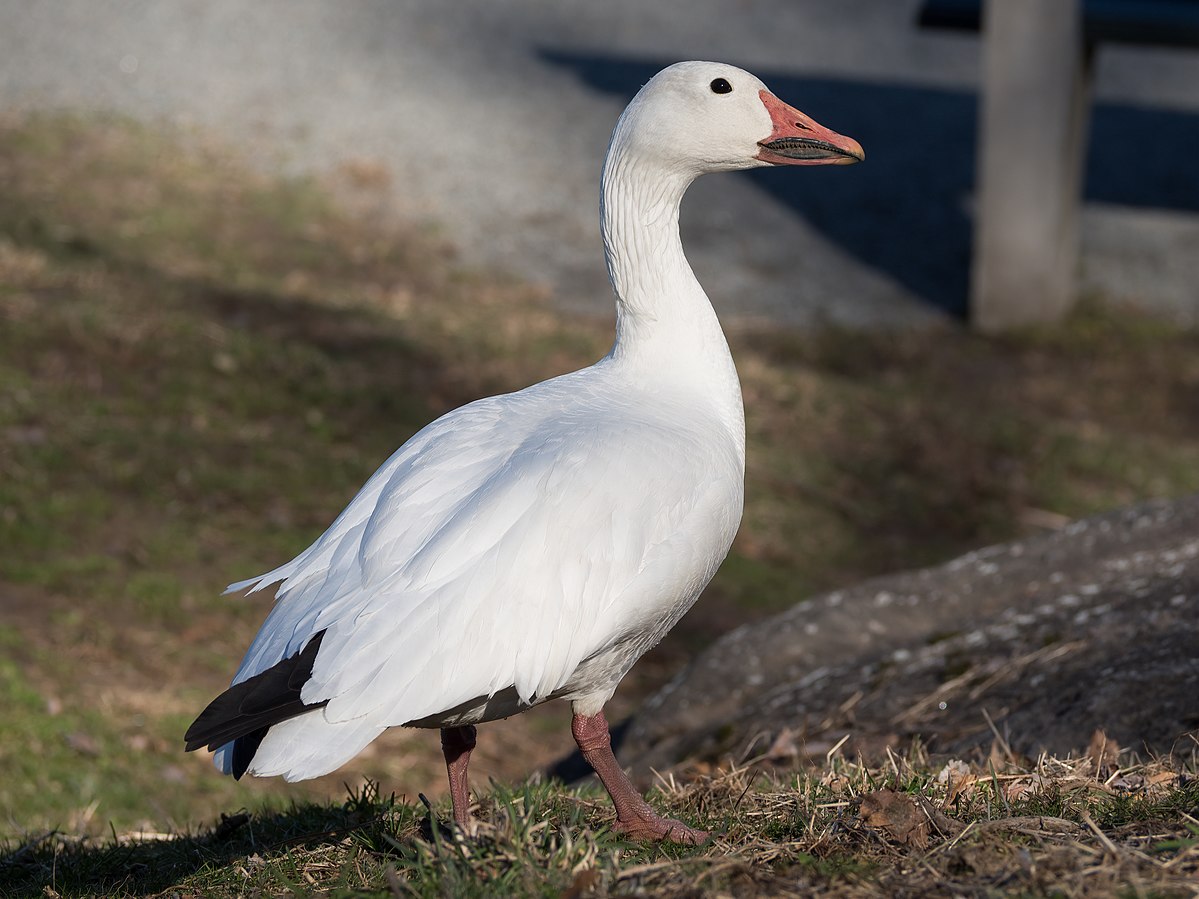 Snow_goose_.jpg