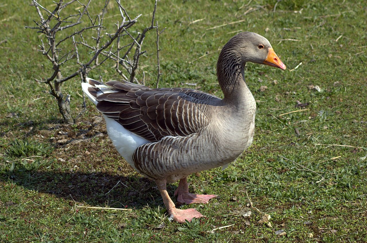 Domesticated_greylag_goose.jpg