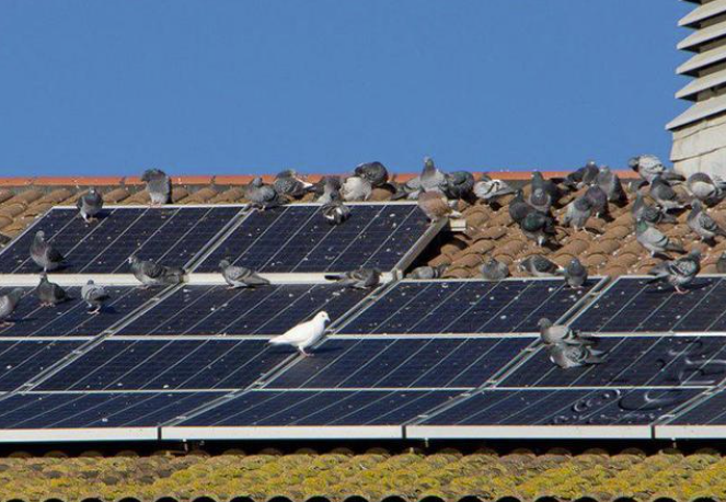 solar roof bird (2).png
