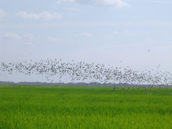 Laser Bird Deterrent | Rice farm bird control solution - Bird deterrent - bird repellent - bird scarers