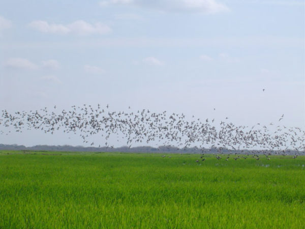 Automatic green laser bird scarer for agriculture