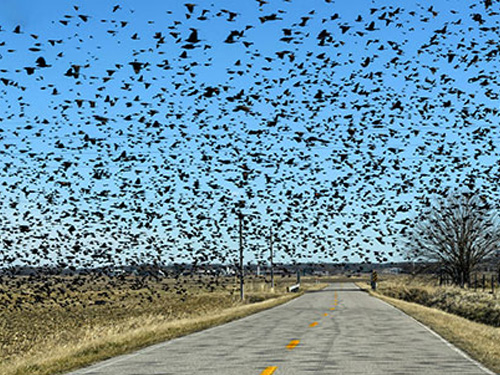 Laser Bird Repellent| paddy farm automatic laser birds deterrent system - bird repellent lasers - bird repellent - automatic laser birds