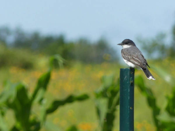 4G camera bird control laser for scaring birds