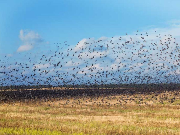 Laser Bird Repellent| paddy farm automatic laser birds deterrent system - bird repellent lasers - bird repellent - automatic laser birds