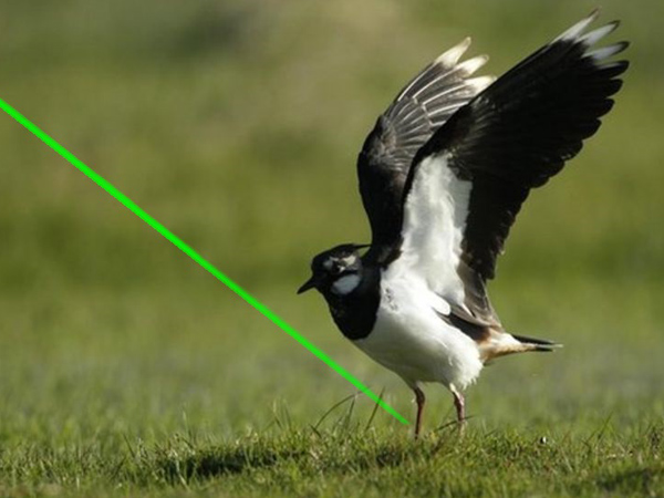 Laser Bird Deterrent | handheld silent bird scaring laser torch - Bird deterrent - bird repellent - bird scarers