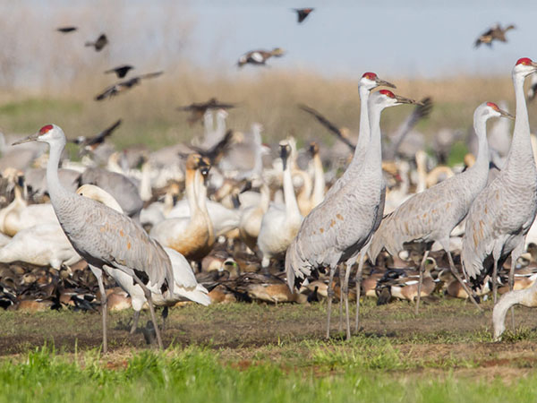 Laser Bird Deterrent | handheld vinyard farm bird repeller - bird repellant - pigeon deterrent