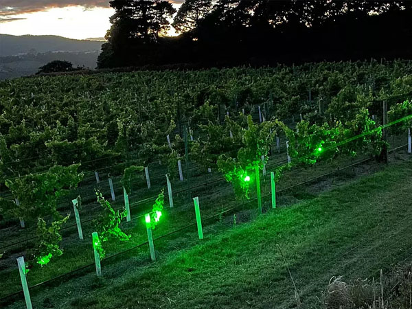 Laser Bird Deterrent | handheld vinyard farm bird repeller - bird repellant - pigeon deterrent