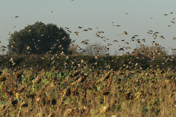 Laser bird repellent for smart farming bird control