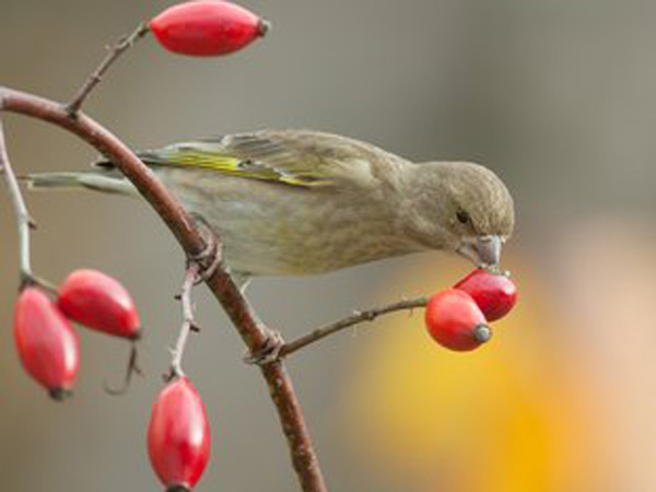 Laser Bird Deterrent | Automatic green laser birds repeller for orchard - birds repeller - bird control - bird laser price