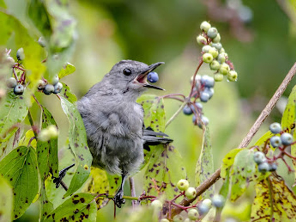 Automatic green laser birds repeller for orchard