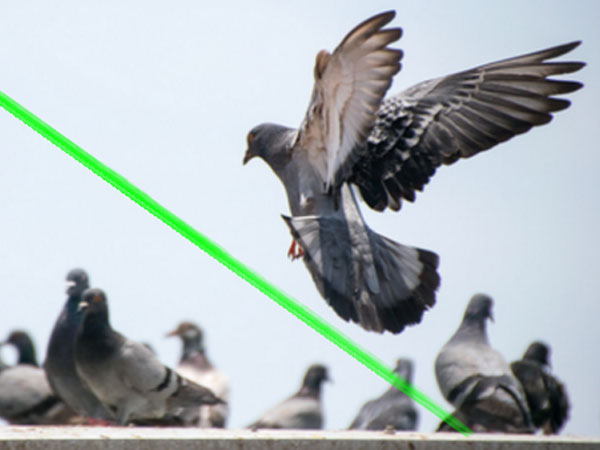 laser bird deterrent | Fruit farm laser bird deterrent amazon China - bird repellant - bird scarer
