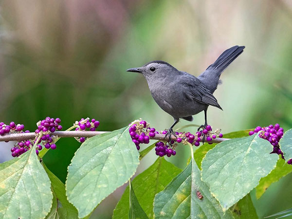 Handheld laser pointer birds protecting orchard