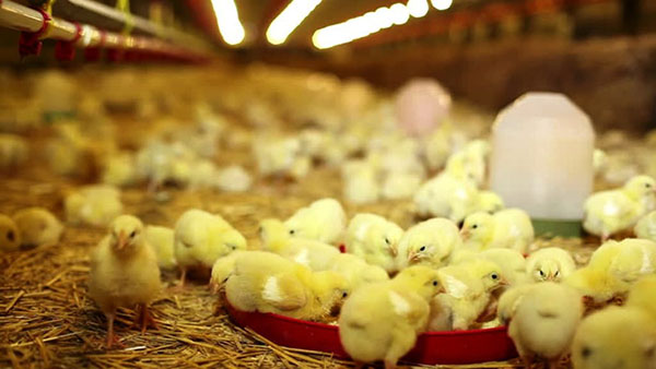 Chicken farm laser bird deterrent system price