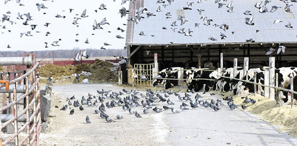 Dairy farm laser bird deterrent for livestock