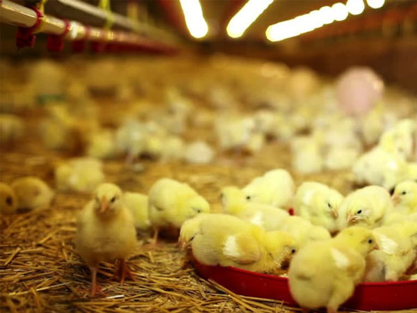 Laser Bird Deterrent | Smart chicken farm laser to scare birds away china - bird repellant - bird deterrent - bird scarer