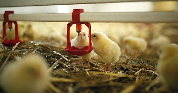Smart chicken farm laser to scare birds away china