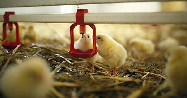 Smart chicken farm laser to scare birds away china