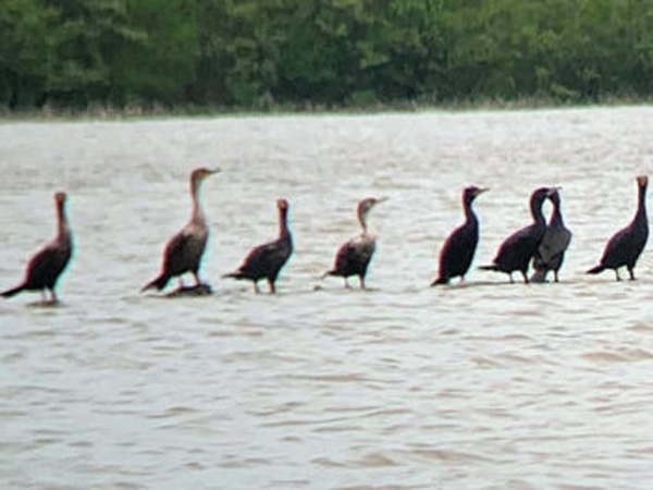 Automatic laser heron birds deterrent for fishing pond