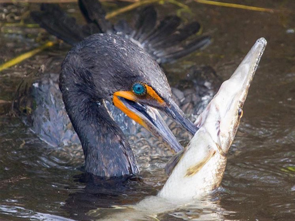 Laser Bird Deterrent | Aquaculture laser bird deterrent cost australia UK amazon - bird repellant - bird deterrent - bird scarer