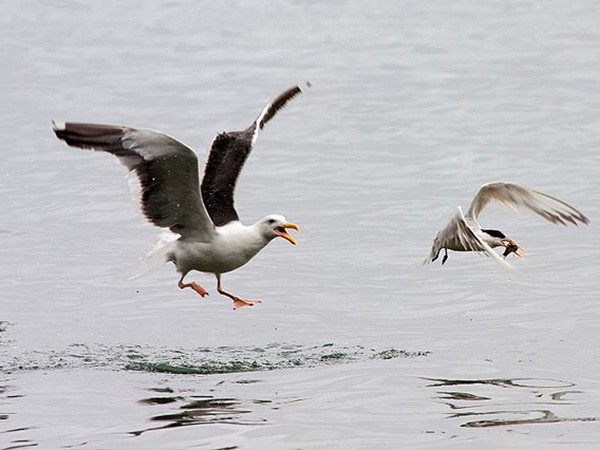 Laser Bird Deterrent | Aquafarming automatic laser light bird deterrent system - bird repellant - bird deterrent - bird scarer