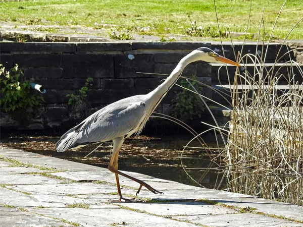 Laser Bird Deterrent | Handheld laser pens for water birds deterrent - bird repellant - bird deterrent - bird scarer