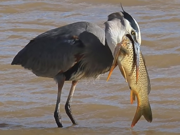 Smart fish farming laser beam bird scarer