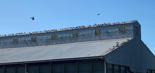 Laser Bird Deterrent | Manufacturing plant roof bird repellent lasers for sale - bird repellant - bird deterrent - bird scarer