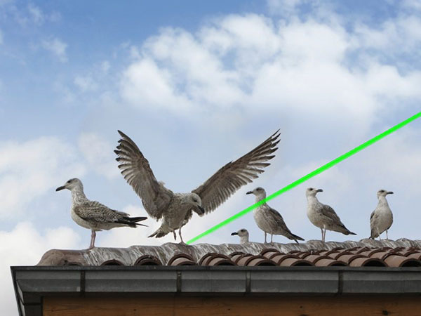 Laser Bird Deterrent | Laser for birds deterrent on factory roof price - bird repellant - bird deterrent - bird scarer
