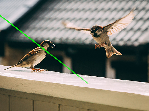 Laser Bird Deterrent | Portable green laser for building birds 500mW - bird repellant - bird deterrent - bird scarer