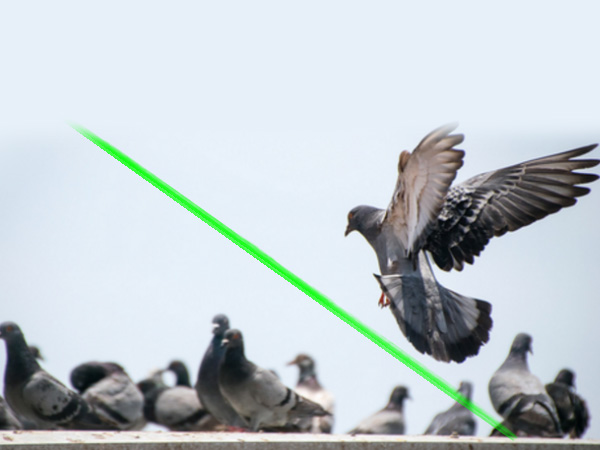 Laser Bird Deterrent | Portable laser pens for birds deterrent factory - bird repellant - bird deterrent - bird scarer