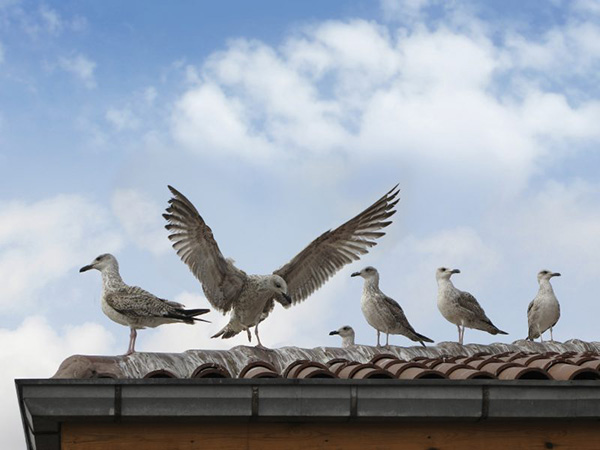 Portable laser pens for birds deterrent factory