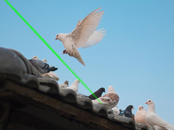Laser Bird Deterrent | Portable plant roof laser torch to scare birds - bird repellant - bird deterrent - bird scarer