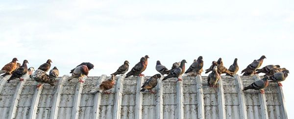 House roof automatic laser bird scaring devices