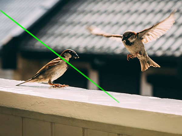 Portable bird scaring laser torch home use