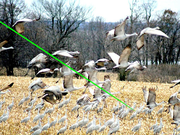 Laser Bird Deterrent | Handheld green laser gun to scare goose - bird repellant - bird deterrent - bird scarer