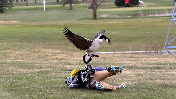 Handheld green laser gun to scare goose