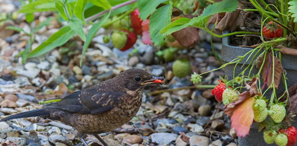 Automatic garden laser bird proofing deterrent