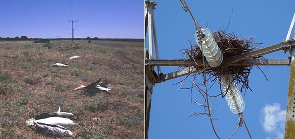 Transmission tower laser for birds deterrent