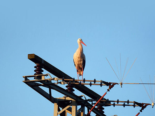 Laser Bird Deterrent | Transmission tower laser for birds deterrent - bird repellant - bird deterrent - bird scarer