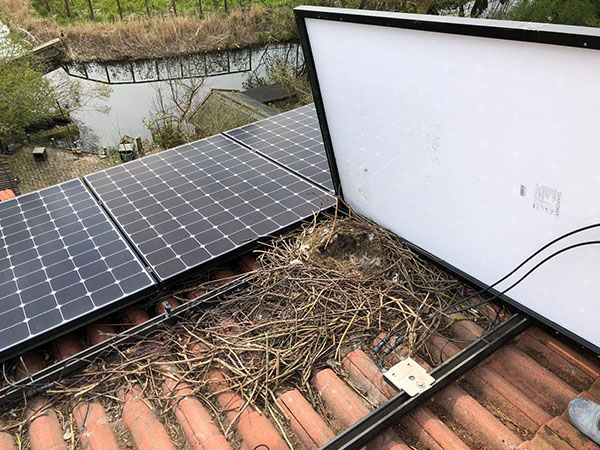 Laser Bird Deterrent | Solar panels laser bird deterrent for pigeon proofing - bird repellant - bird deterrent - bird scarer