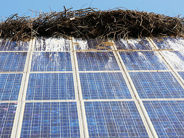 Solar panels laser bird deterrent for pigeon proofing