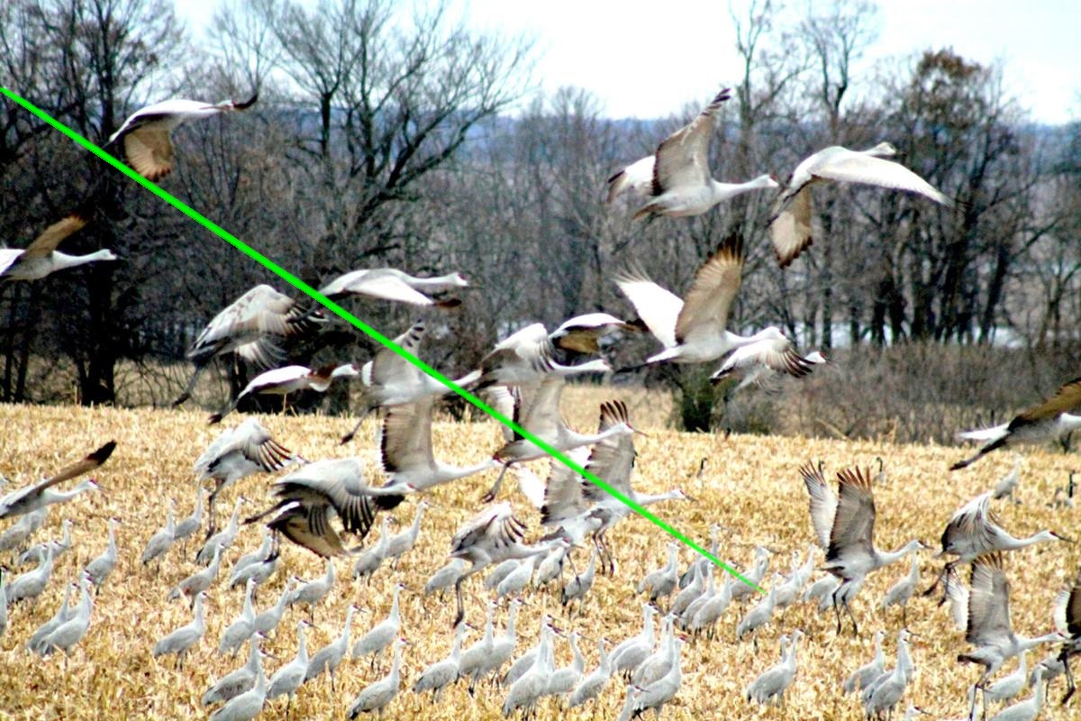 Laser Bird Deterrent | Rice farm bird control solution - Bird deterrent - bird repellent - bird scarers