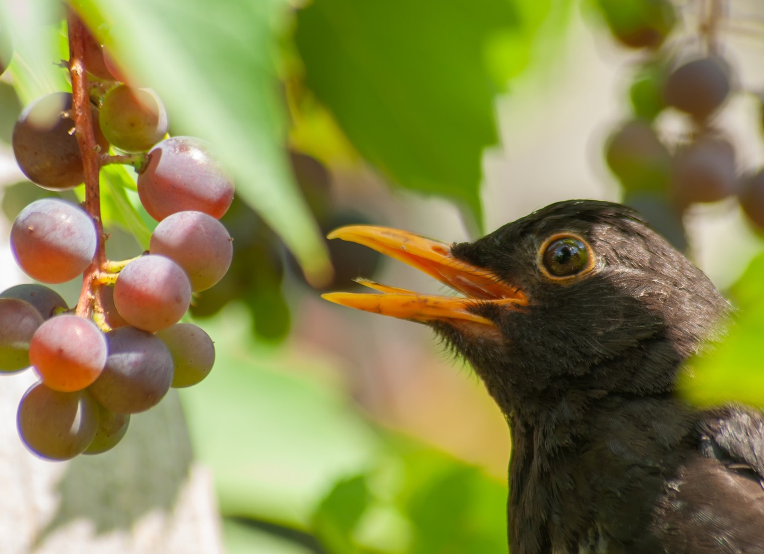 Laser Bird Deterrent | Creative dual head agricultural laser bird deterrent system for vineyards bird control - bird repellant - bird deterrent - bird scarer