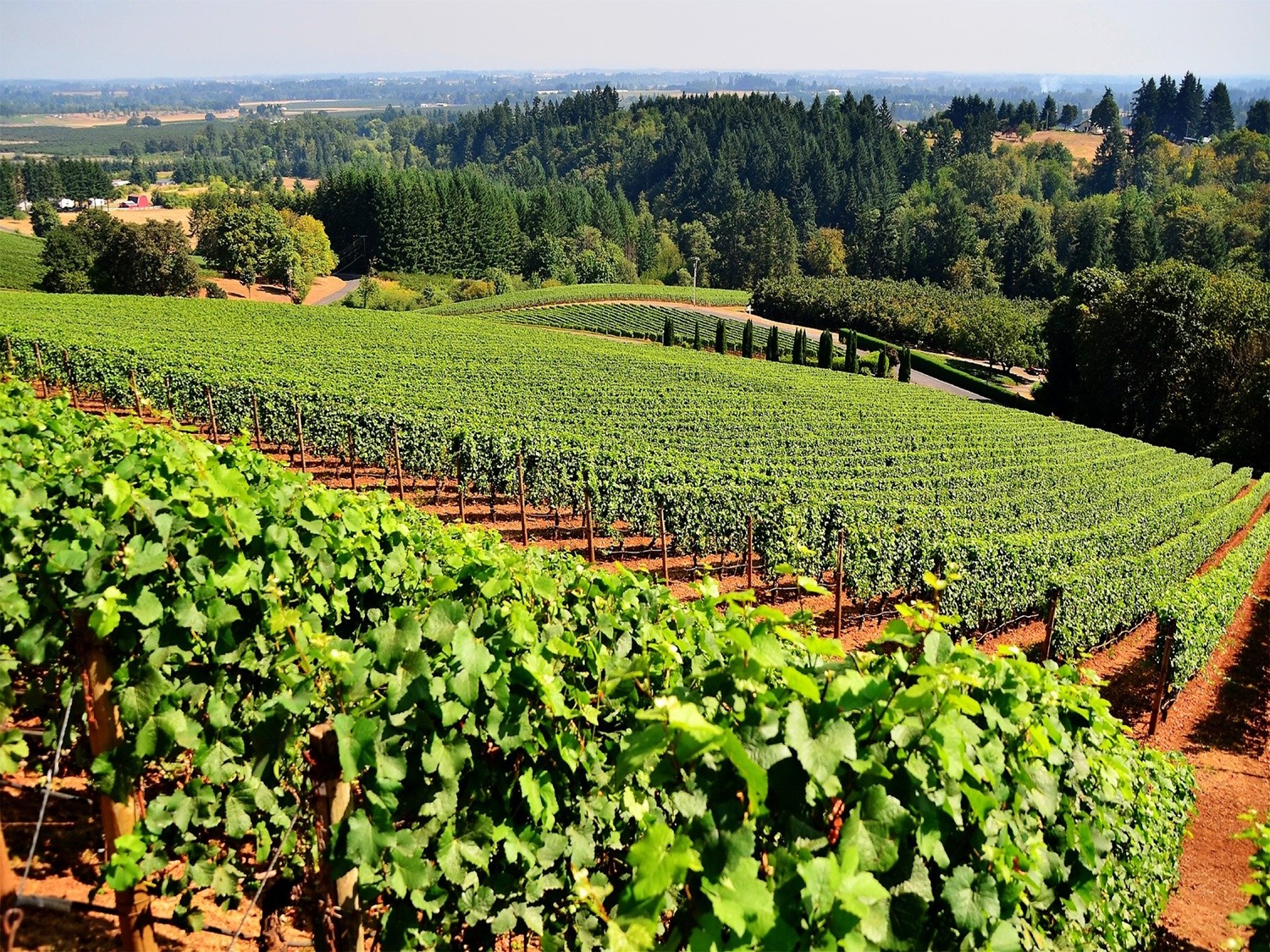 Laser Bird Deterrent | Creative dual head agricultural laser bird deterrent system for vineyards bird control - bird repellant - bird deterrent - bird scarer